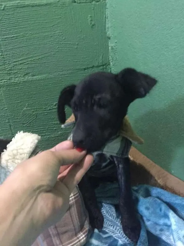 Cachorro ra a Vira Lata idade 2 a 6 meses nome Pretinha