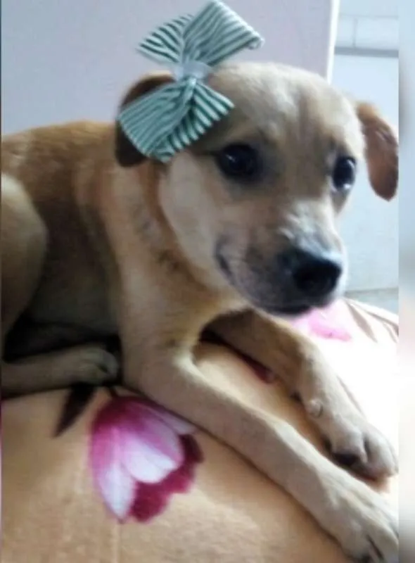 Cachorro ra a SRD idade 1 ano nome LILICA