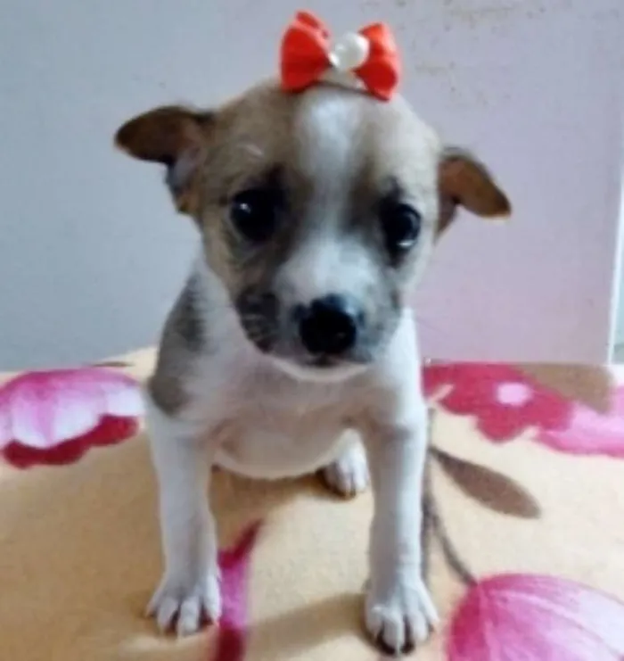 Cachorro ra a SRD idade 2 a 6 meses nome CATARINA