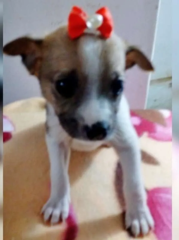 Cachorro ra a SRD idade 2 a 6 meses nome CATARINA