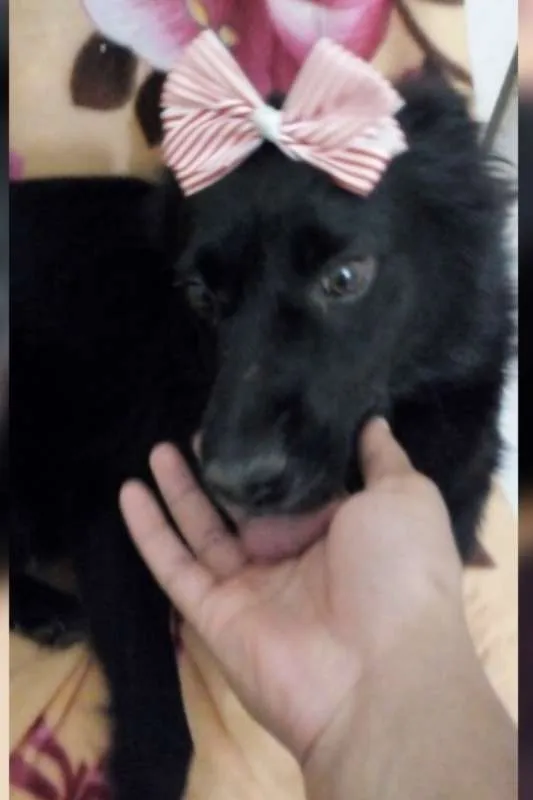 Cachorro ra a SRD idade 1 ano nome FLORISBELA
