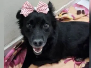 Cachorro raça SRD idade 1 ano nome FLORISBELA