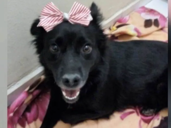 Cachorro ra a SRD idade 1 ano nome FLORISBELA