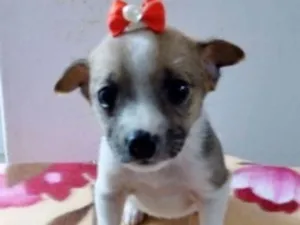 Cachorro raça SRD idade 2 a 6 meses nome CATARINA