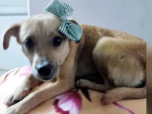 Cachorro raça SRD idade 1 ano nome LILICA