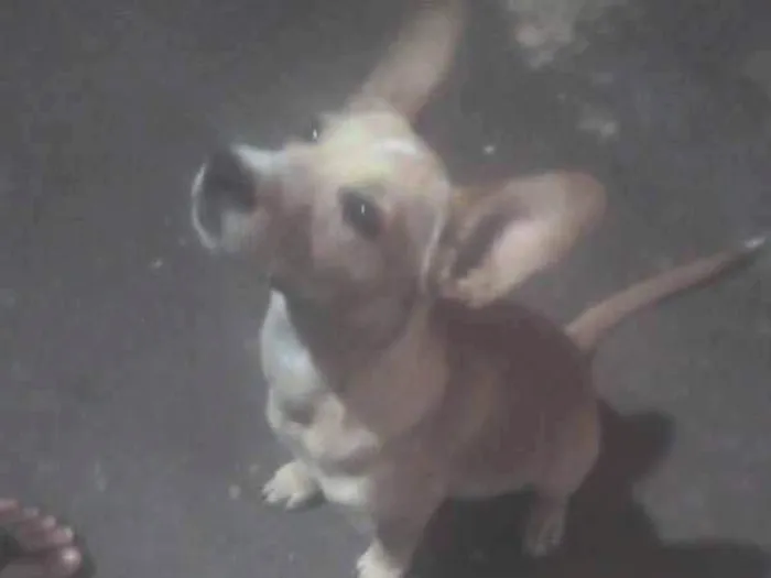 Cachorro ra a Vira lata  idade  nome Não tem nomes 