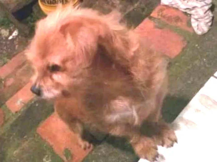 Cachorro ra a Mestiço idade 5 anos nome Jujuba