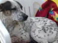 Xodó