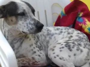 Cachorro raça SRD idade 1 ano nome Xodó