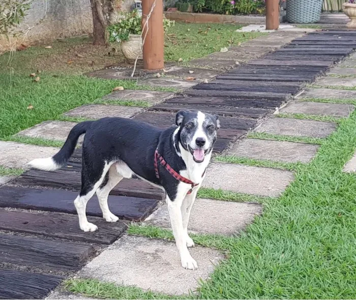 Cachorro ra a SRD idade 5 anos nome Marley