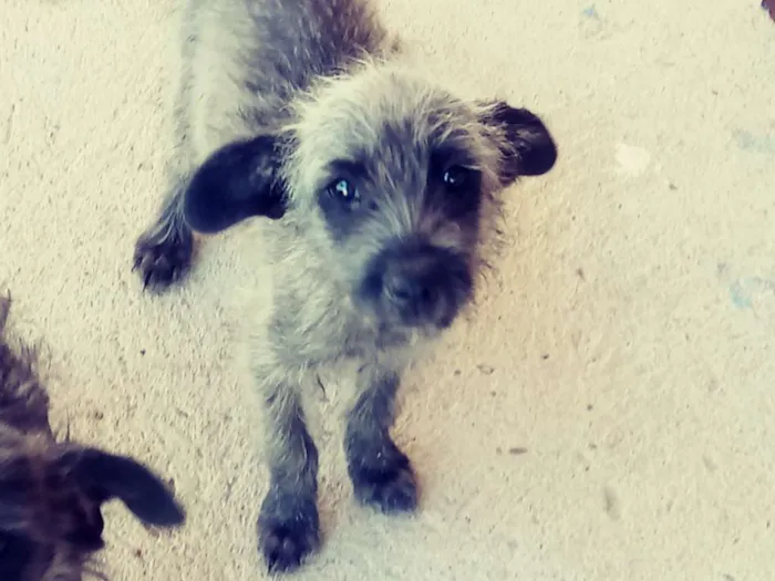 Cachorro ra a Poodlo idade 2 a 6 meses nome Sarita, fran, filo