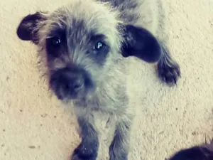 Cachorro raça Poodlo idade 2 a 6 meses nome Sarita, fran, filo