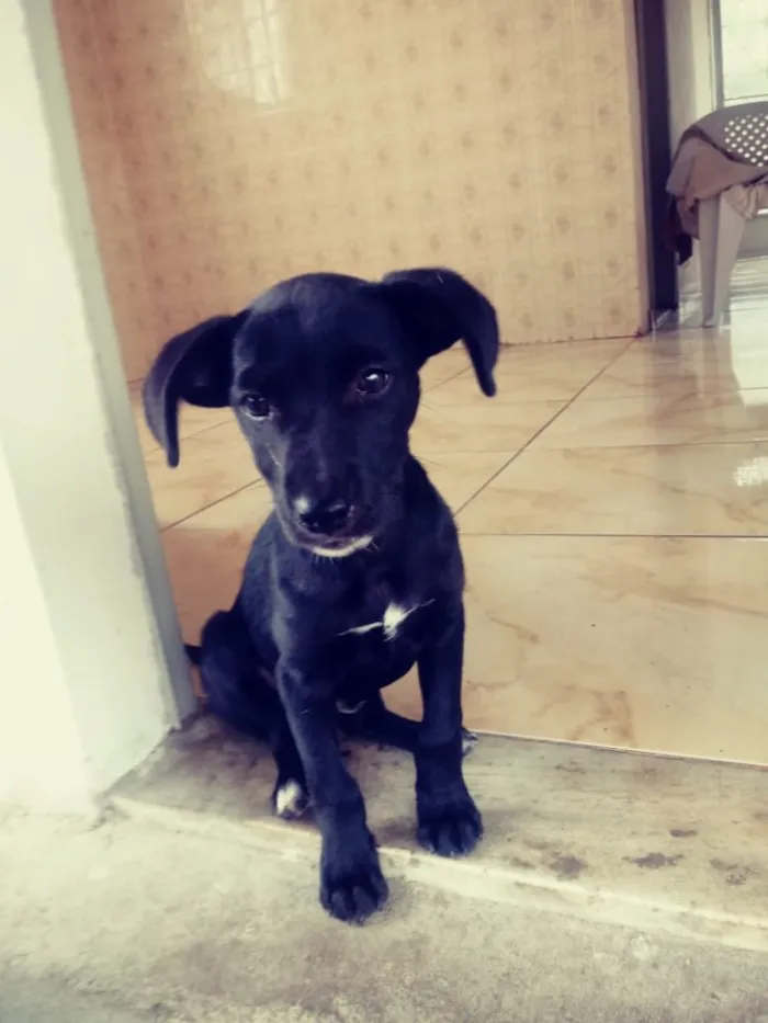 Cachorro raça SRD idade 2 a 6 meses nome Messias