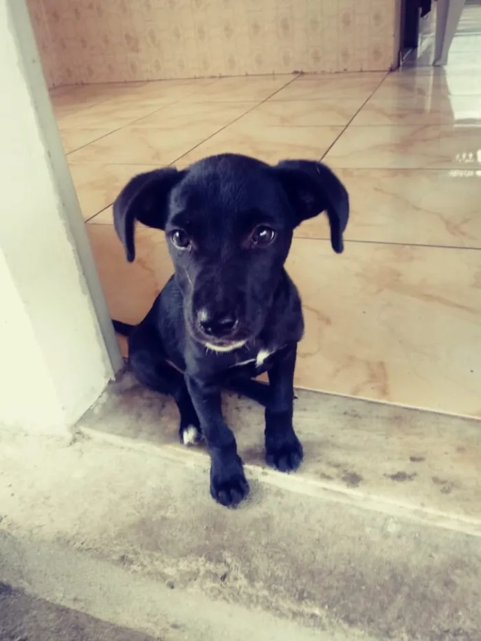 Cachorro raça SRD idade 2 a 6 meses nome Messias