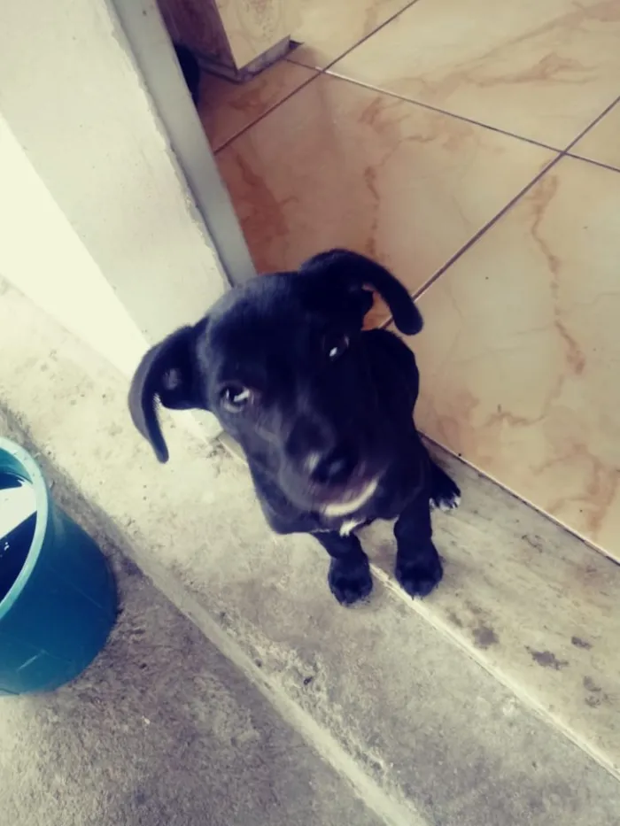 Cachorro raça SRD idade 2 a 6 meses nome Messias