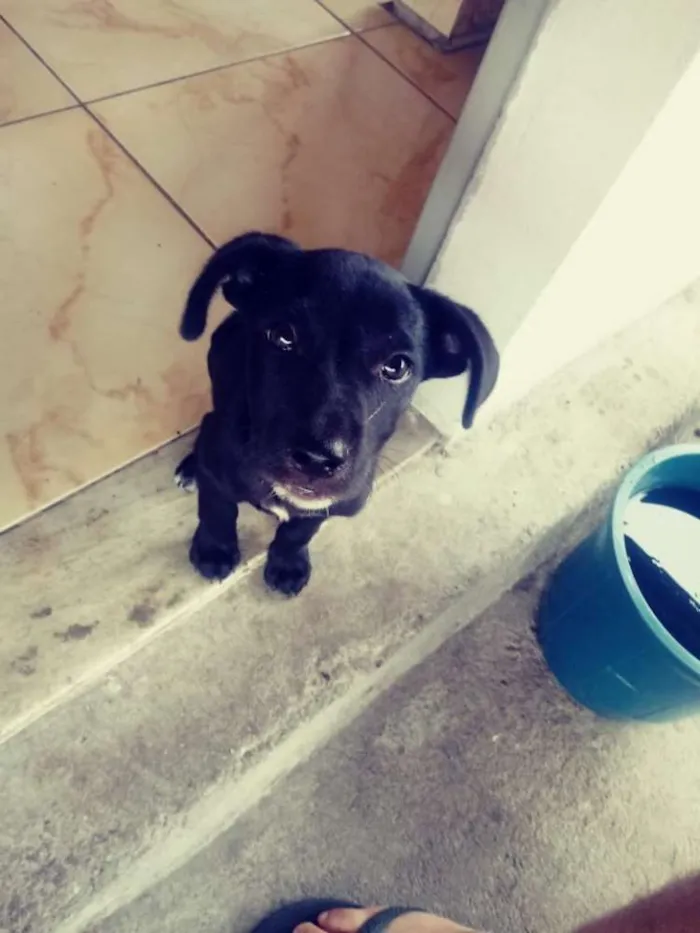 Cachorro raça SRD idade 2 a 6 meses nome Messias