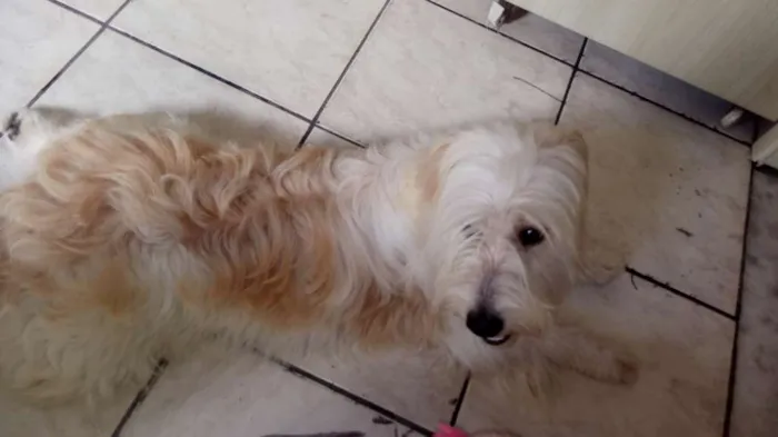 Cachorro raça Speenddog idade 7 a 11 meses nome Rick