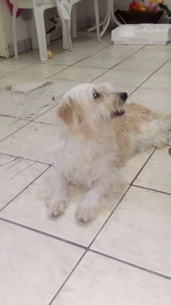 Cachorro raça Speenddog idade 7 a 11 meses nome Rick