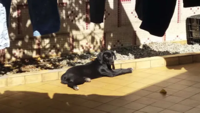Cachorro ra a Mistura idade 2 a 6 meses nome Luna
