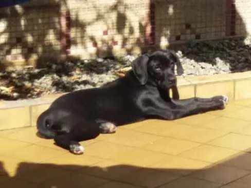 Cachorro ra a Mistura idade 2 a 6 meses nome Luna