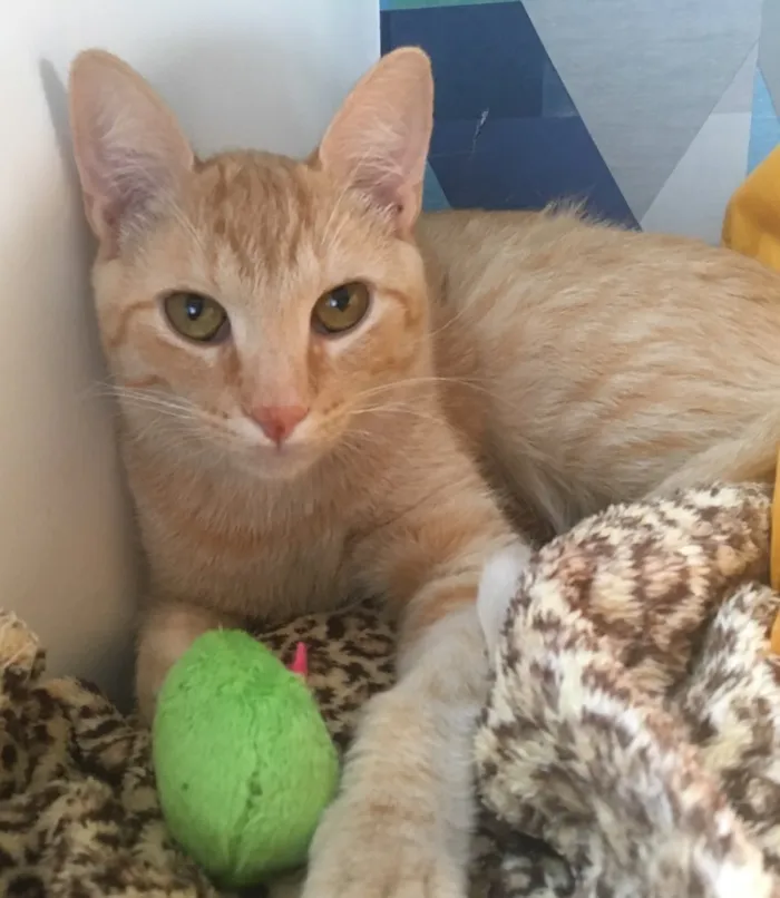 Gato ra a SRD idade 2 a 6 meses nome GOLD