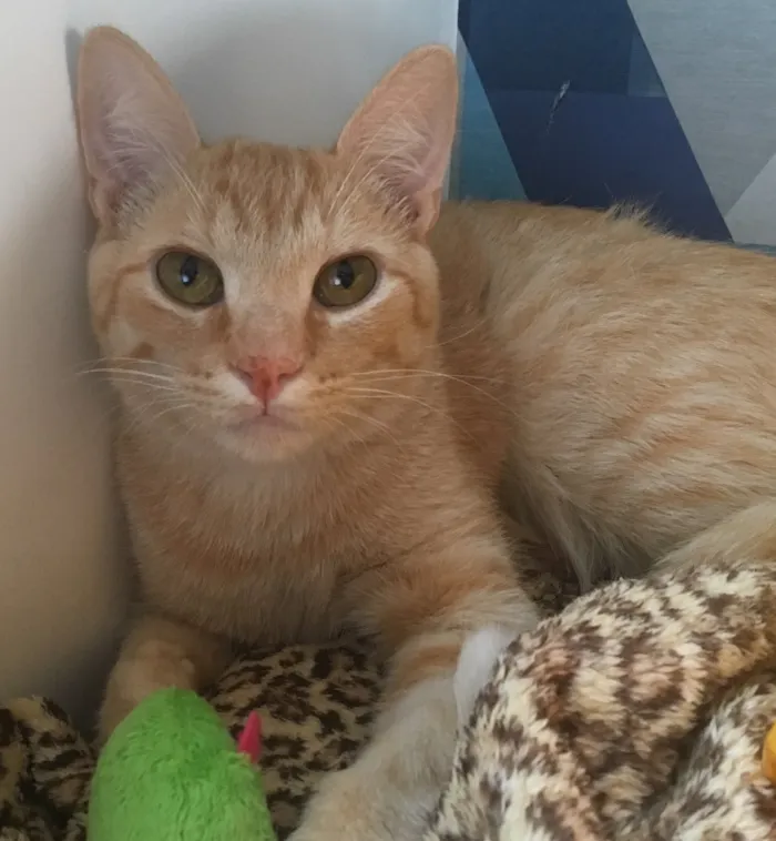 Gato ra a SRD idade 2 a 6 meses nome GOLD