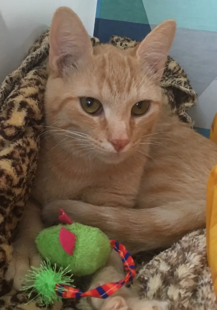 Gato ra a SRD idade 2 a 6 meses nome GOLD