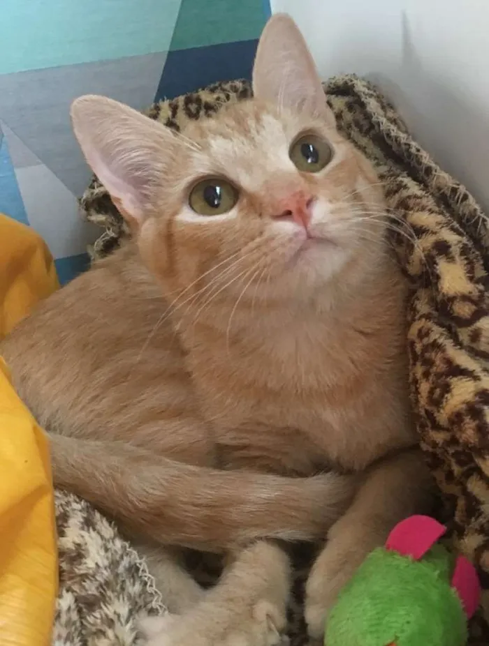 Gato ra a SRD idade 2 a 6 meses nome GOLD