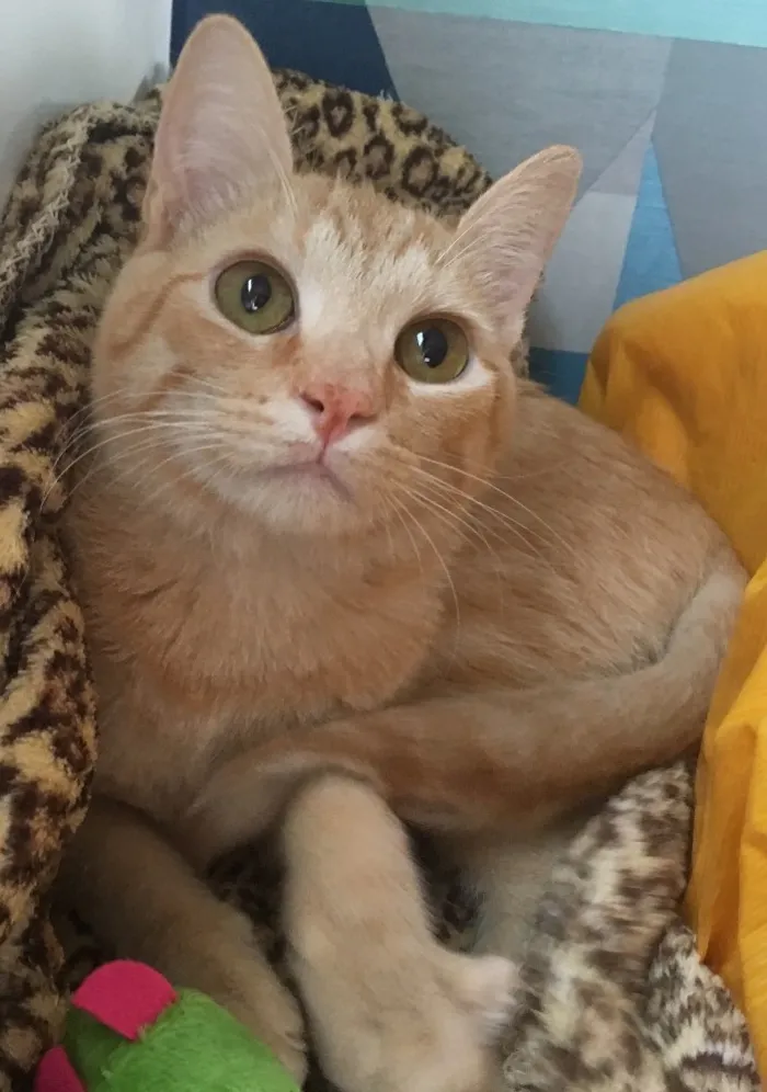 Gato ra a SRD idade 2 a 6 meses nome GOLD