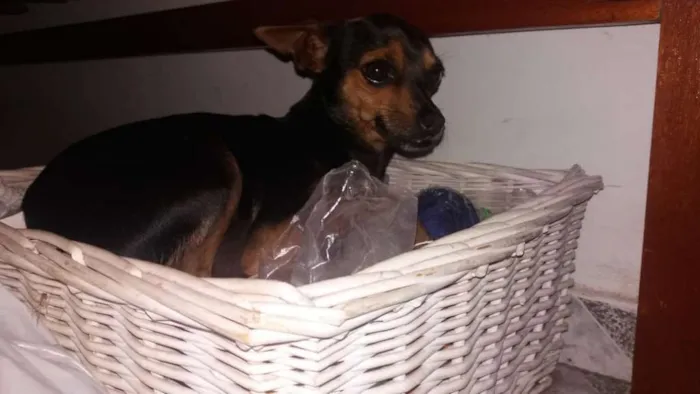 Cachorro ra a Pinscher  idade 1 ano nome Snoopy