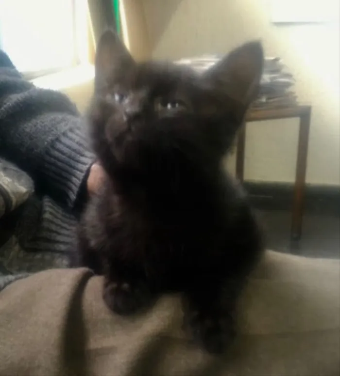 Gato ra a Srd idade Abaixo de 2 meses nome Prada