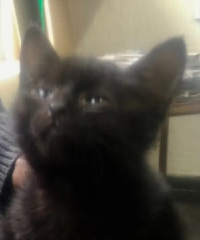 Gato ra a Srd idade Abaixo de 2 meses nome Prada