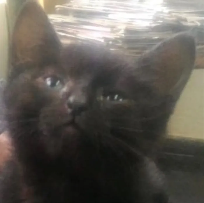Gato ra a Srd idade Abaixo de 2 meses nome Prada