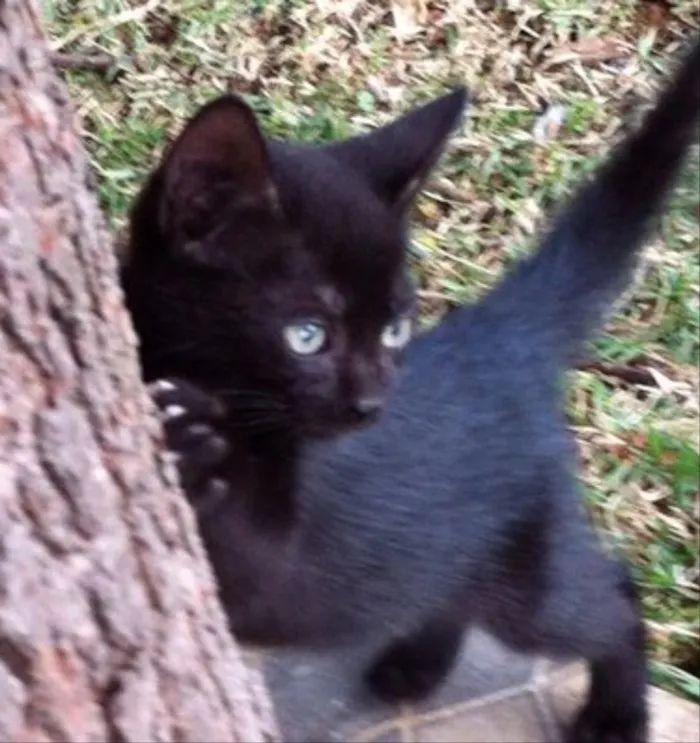 Gato ra a Srd idade Abaixo de 2 meses nome Prada