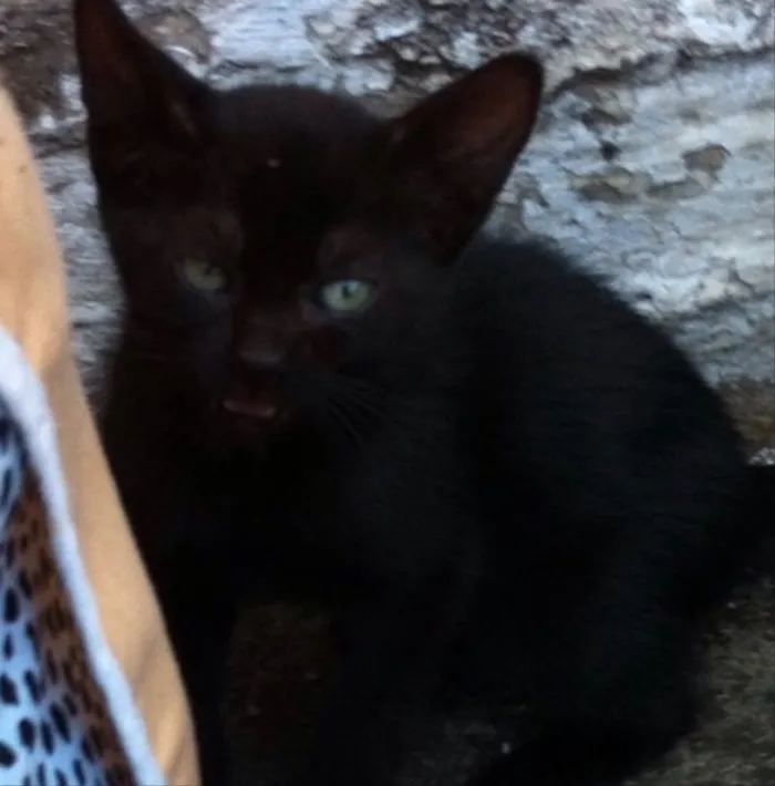 Gato ra a Srd idade Abaixo de 2 meses nome Prada