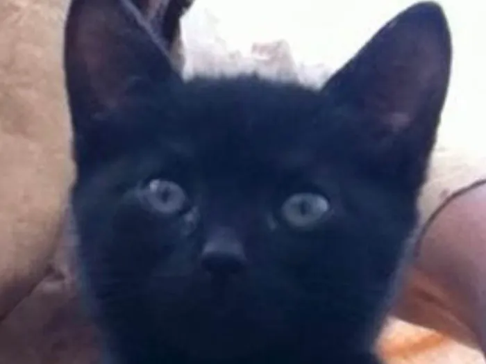 Gato ra a Srd idade Abaixo de 2 meses nome Prada