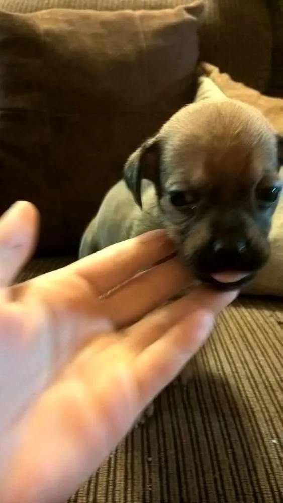 Cachorro ra a Sem raça definida  idade 2 a 6 meses nome Não tem