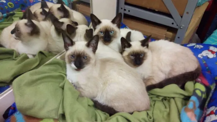 Gato ra a Siamês  idade 2 a 6 meses nome Sem nome