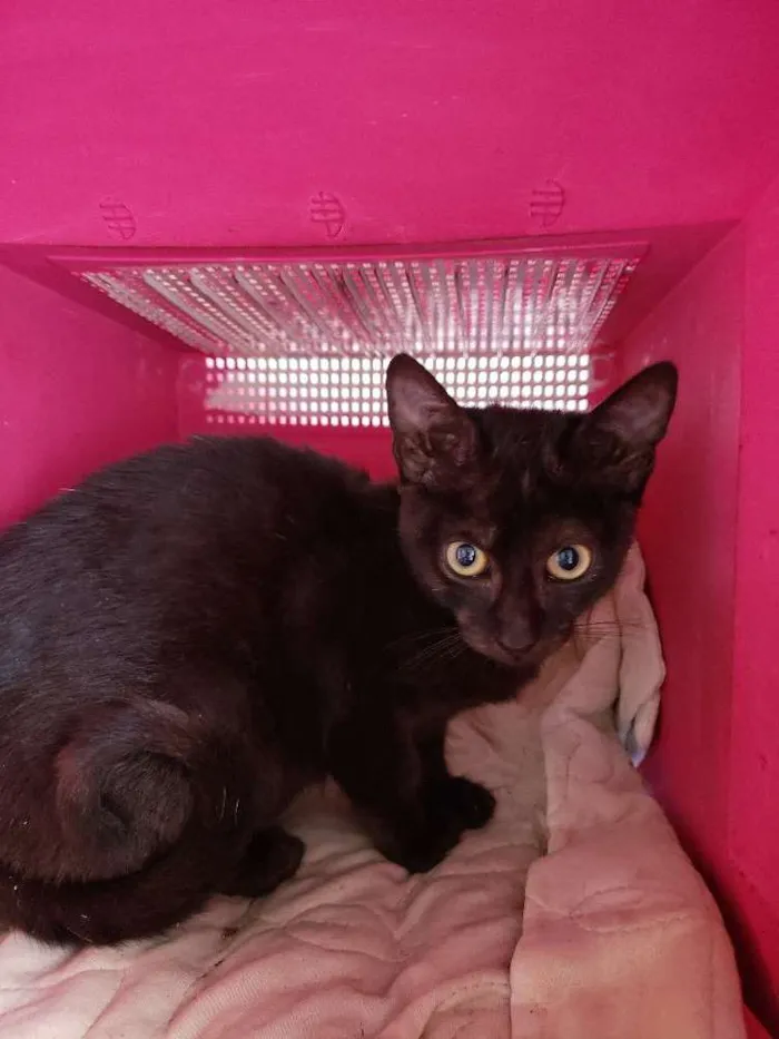 Gato ra a Srd idade 2 a 6 meses nome Sem nome