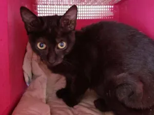 Gato raça Srd idade 2 a 6 meses nome Sem nome