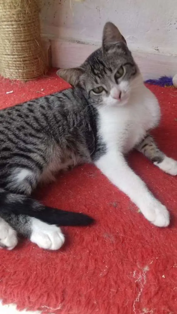 Gato ra a Srd idade 2 a 6 meses nome Sem nome
