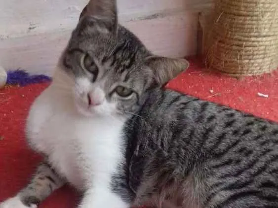Gato ra a Srd idade 2 a 6 meses nome Sem nome
