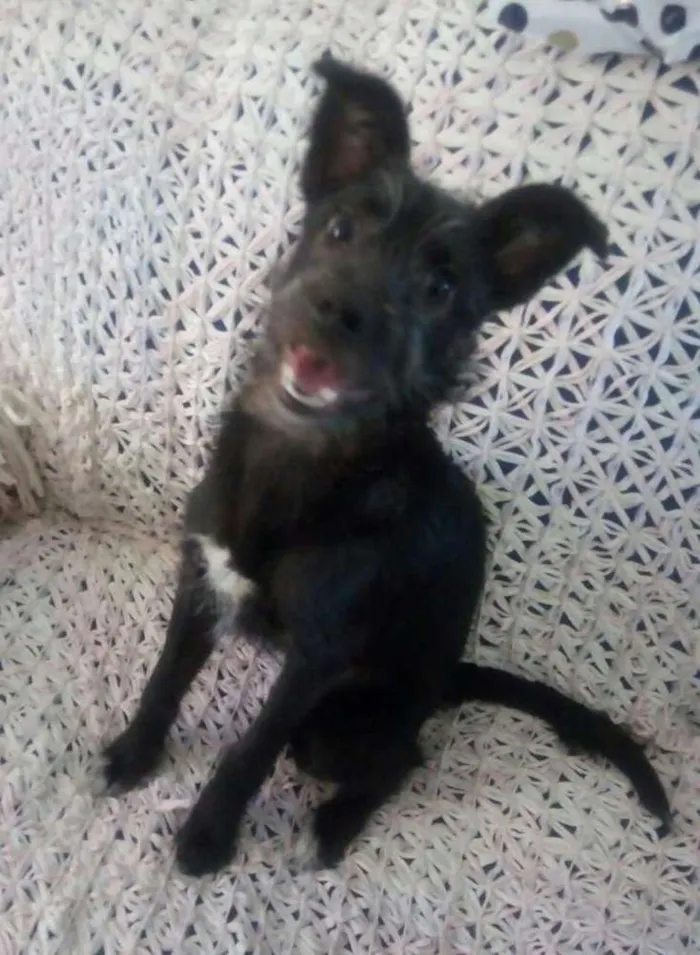 Cachorro ra a Srd idade 2 a 6 meses nome Sem nome
