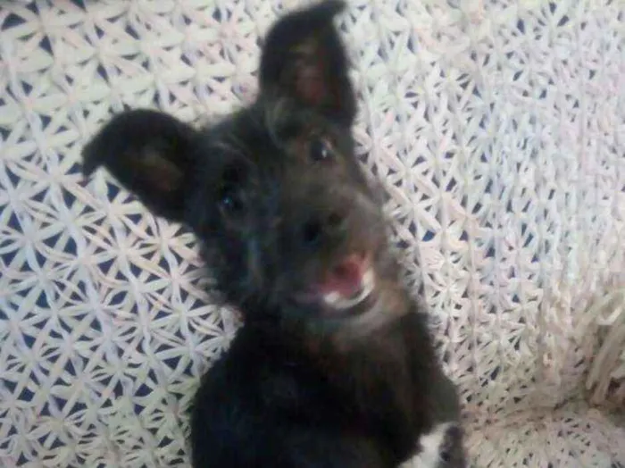 Cachorro ra a Srd idade 2 a 6 meses nome Sem nome