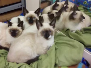 Gato raça Siamês  idade 2 a 6 meses nome Sem nome