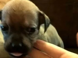 Cachorro raça Sem raça definida  idade 2 a 6 meses nome Não tem