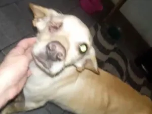 Cachorro raça SRD idade 5 anos nome Gabriel