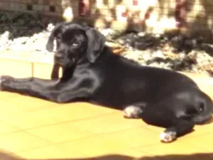 Cachorro raça Mistura idade 2 a 6 meses nome Luna