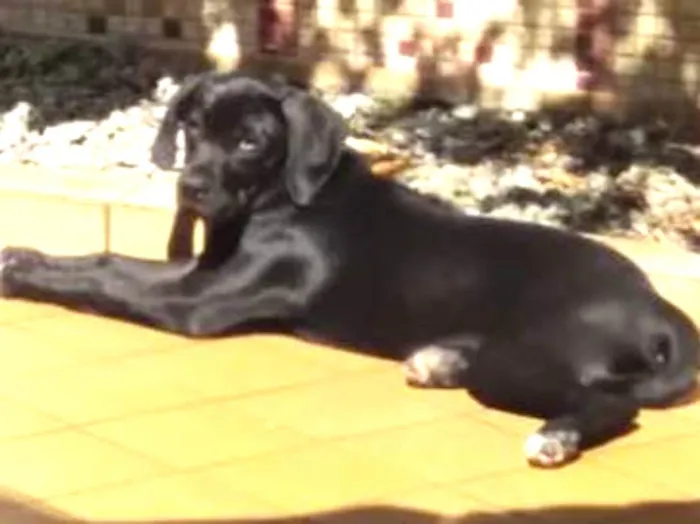 Cachorro ra a Mistura idade 2 a 6 meses nome Luna