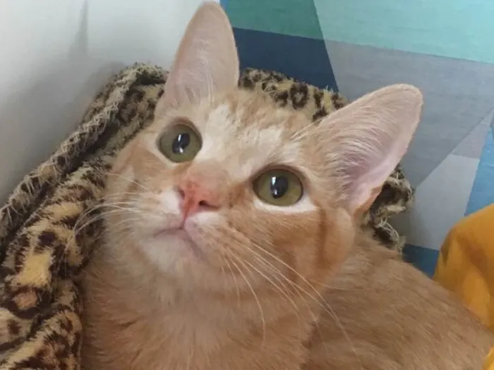 Gato ra a SRD idade 2 a 6 meses nome GOLD